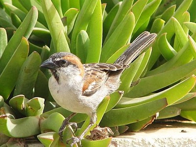 Passero di capo verde