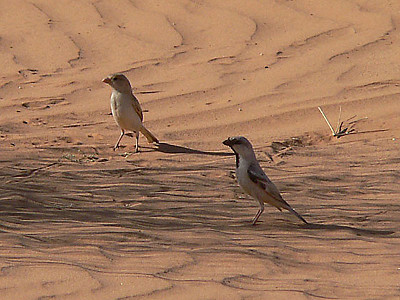 Passero del deserto