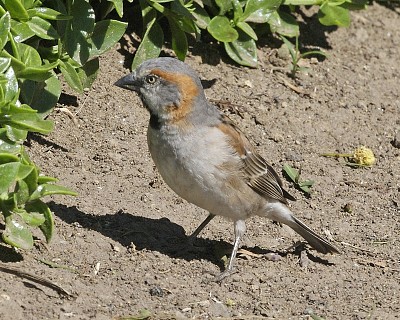 Passero rossiccio del kenia