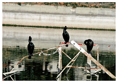 05 Cormoranes en el Lago de Casa de Campo