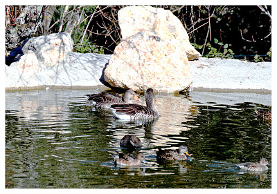 08 Familia de anÃ¡tidas en el Centro de Avifauna