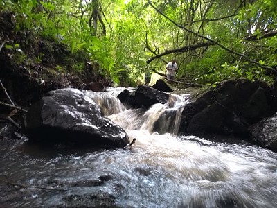 natureza e famÃ­lia