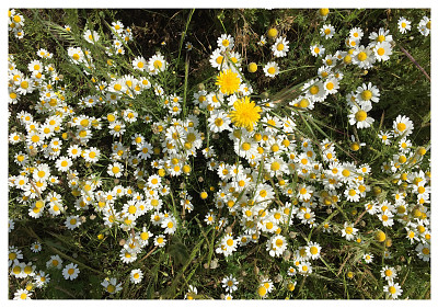 פאזל של 11 Flora Casa de Campo Primavera