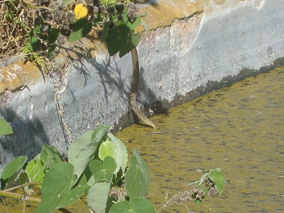 פאזל של Culebra Tomando Agua
