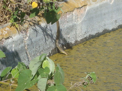 Culebra Tomando Agua