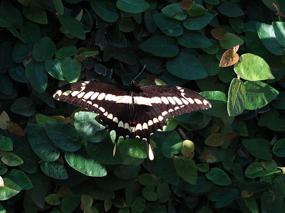 Mariposa Negra y Amarilla