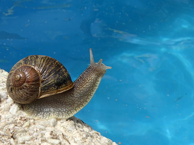 פאזל של Caracol