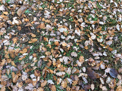 foglie di quercia jigsaw puzzle