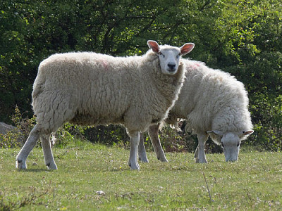 Grey faced dartmoor