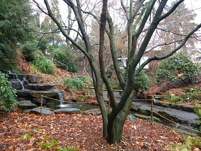 Jardin botanico Brunswich2