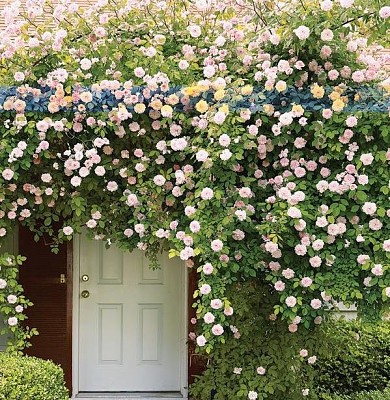 flores