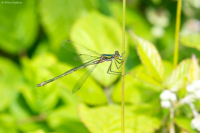 Lestes sponsa