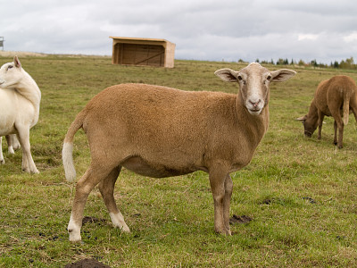 פאזל של Katahdin