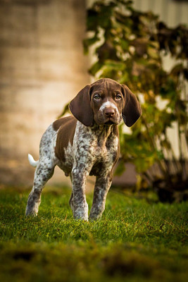 Dog jigsaw puzzle