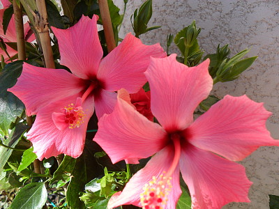 פאזל של hibiscus