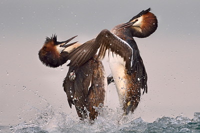 Pelicanos