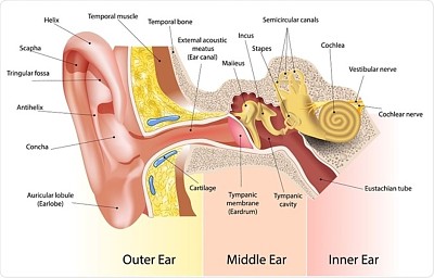 Anatomy of ear