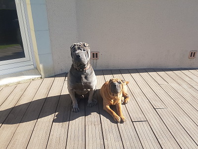 Chien Shar pei