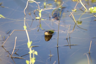 Chaco Paraguayo