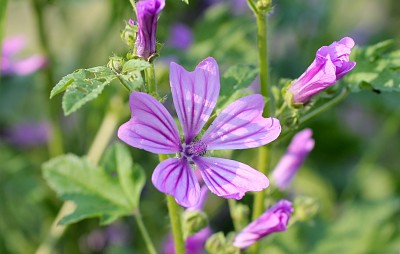 Malva sylvestris jigsaw puzzle