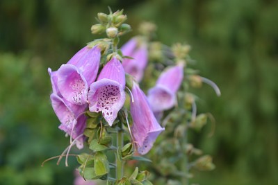 Digitalis thasapi jigsaw puzzle