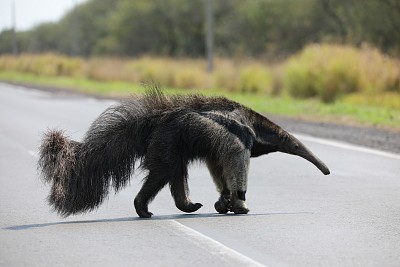 Oso Hormiguero