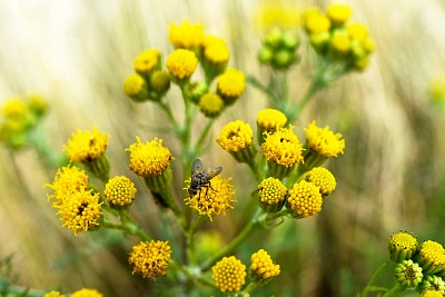 Senecio jigsaw puzzle