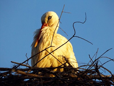 A Cegonha jigsaw puzzle