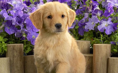 doggie