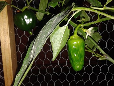 Pimientos