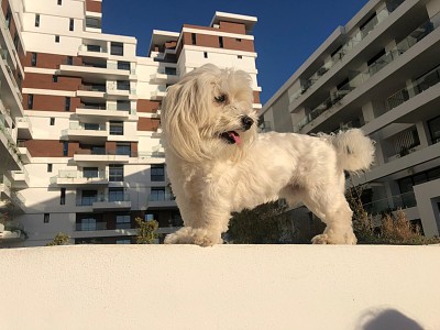 figaro
