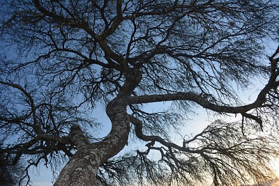 פאזל של Ãrbol