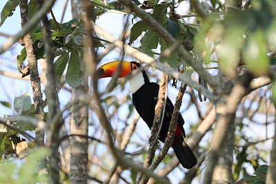 Tucan - Carmelo Peralta jigsaw puzzle