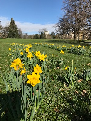 Jonquilles