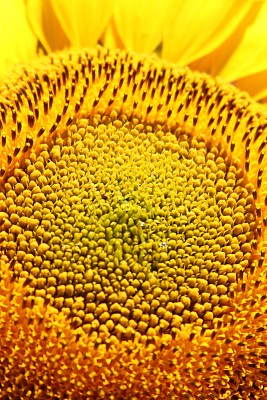 Girasol - ItapÃºa jigsaw puzzle