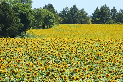 פאזל של Campo con Girasoles  - ItapÃºa