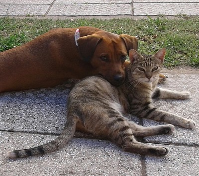 perra y gata