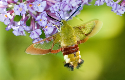 פאזל של 13 Mariposa Esfinge Abejorro