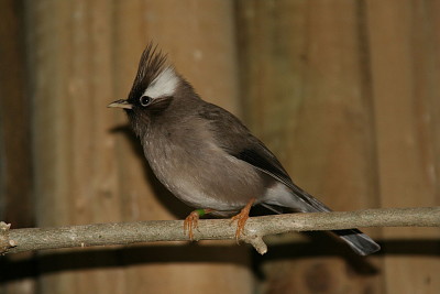 Yuhina diademata