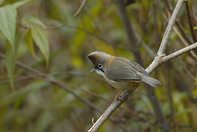 Yuhina flavicollis jigsaw puzzle