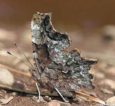 Polygonia faunus