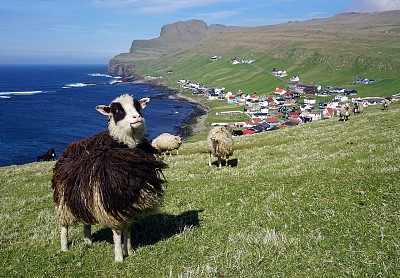 פאזל של Faroese