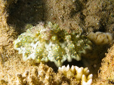 פאזל של Miamira ceratosoma