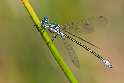 פאזל של Lestes dryas