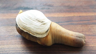 Geoduck jigsaw puzzle