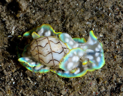 Micromelo undatus