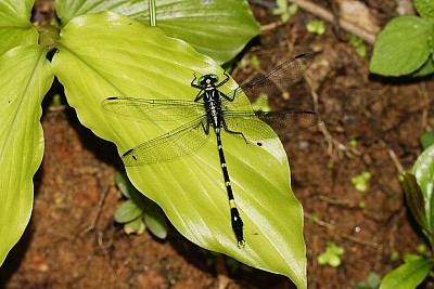 פאזל של Merogomphus longistima