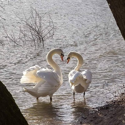 cygne amoureux