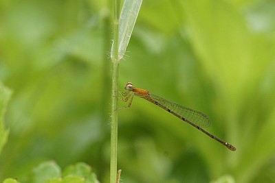 Mortonagrion varralli