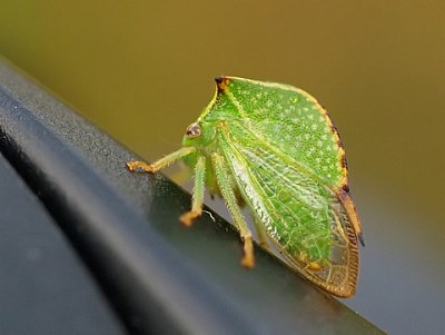 פאזל של Stictocephala bisonia